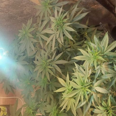 Dream Team growlog timeline photo