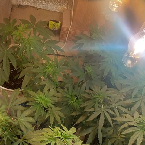 Dream Team growlog timeline photo