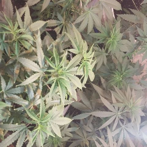 Dream Team growlog timeline photo
