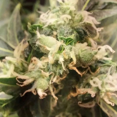 Dream Team growlog photo: Las flores de choky