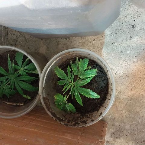 Dream Team growlog timeline photo