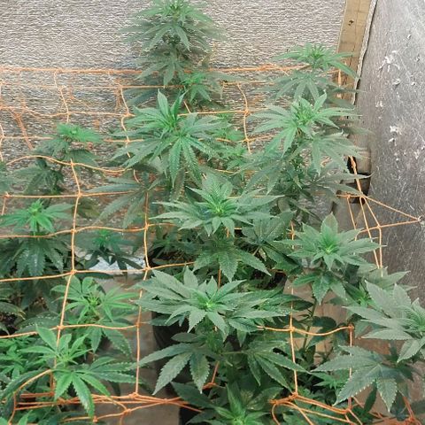 Dream Team growlog photo: Las flores de choky