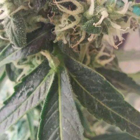 Dream Team growlog photo: Las flores de choky