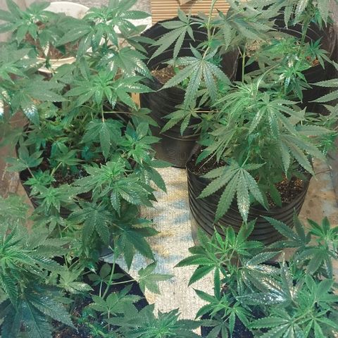 Dream Team growlog timeline photo