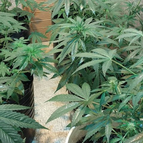 Dream Team growlog timeline photo