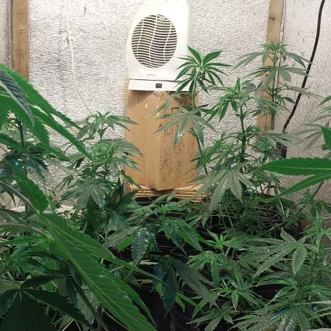 Dream Team growlog timeline photo