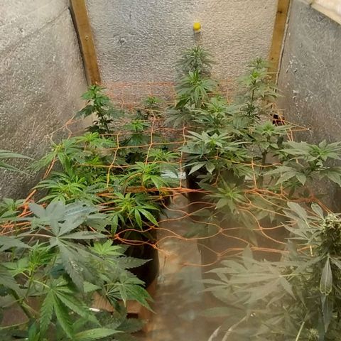 Dream Team growlog photo: Las flores de choky