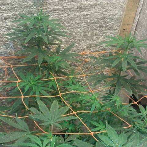 Dream Team growlog timeline photo