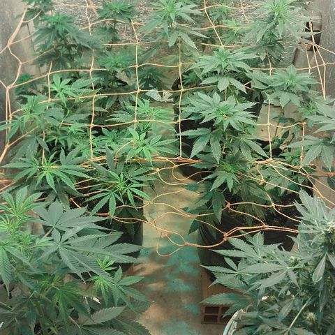 Dream Team growlog timeline photo