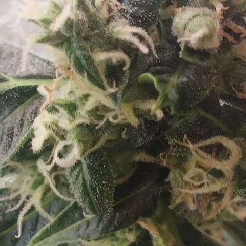 Dream Team growlog photo: Las flores de choky