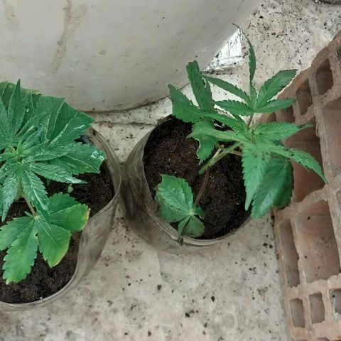 Dream Team growlog photo: Al parecer , prendieron los esquejes!!!
Realizados el 7 de junio. Veremos