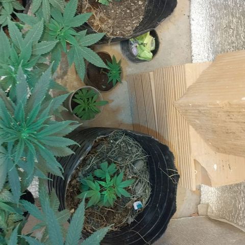 Dream Team growlog timeline photo