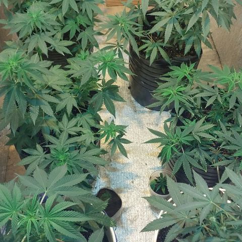 Dream Team growlog timeline photo