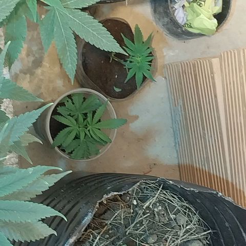 Dream Team growlog timeline photo