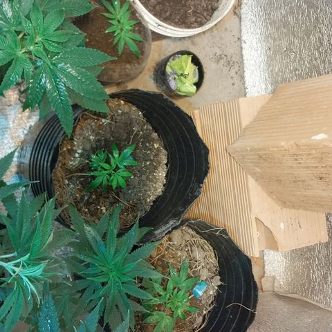 Dream Team growlog timeline photo