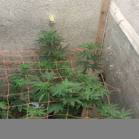 Dream Team growlog timeline photo