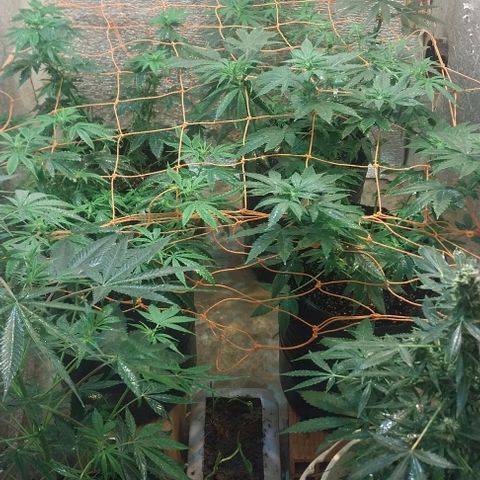 Dream Team growlog timeline photo