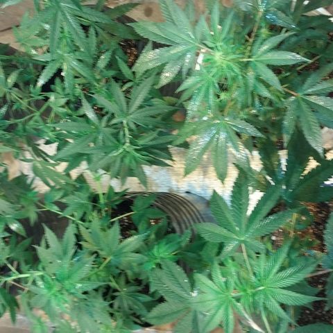 Dream Team growlog timeline photo