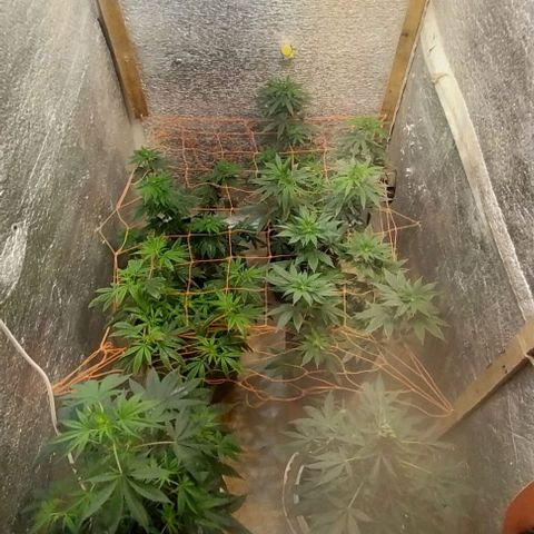 Dream Team growlog photo: Las flores de choky
