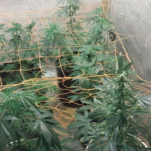 Dream Team growlog photo: Empezé etapa de floración!!! Y realicé scrog 