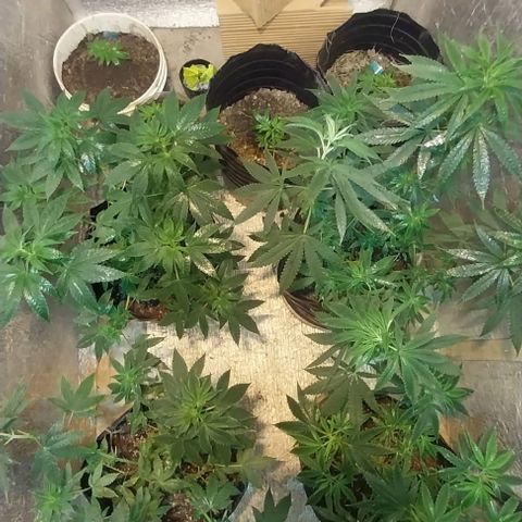Dream Team growlog timeline photo