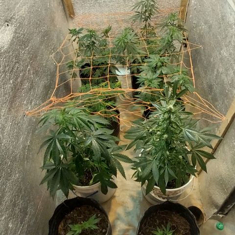 Dream Team growlog photo: Empezé etapa de floración!!! Y realicé scrog 