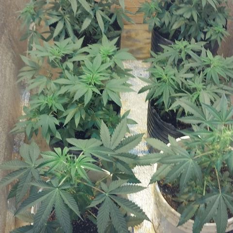 Dream Team growlog timeline photo