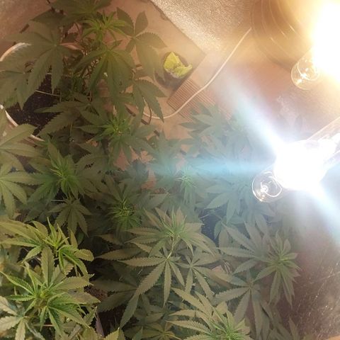 Dream Team growlog timeline photo