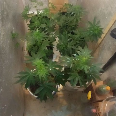 Dream Team growlog timeline photo
