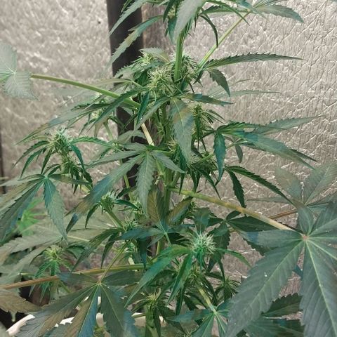 Dream Team growlog timeline photo