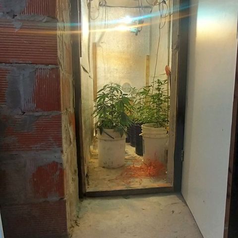 Dream Team growlog timeline photo