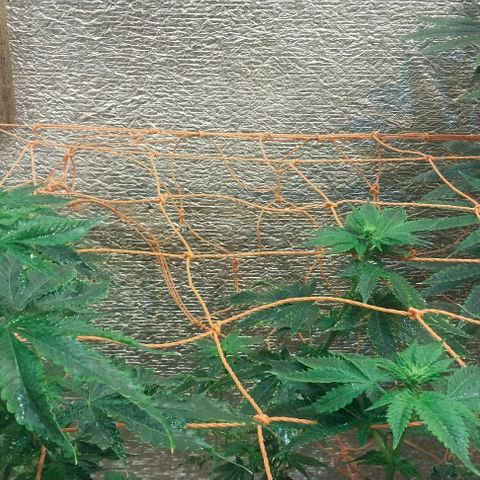 Dream Team growlog timeline photo