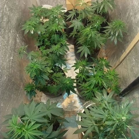 Dream Team growlog timeline photo