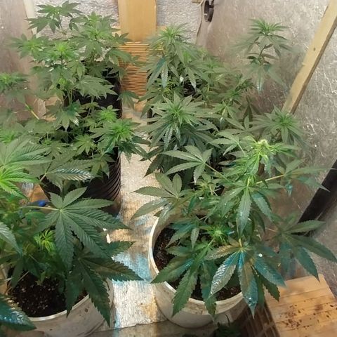 Dream Team growlog timeline photo