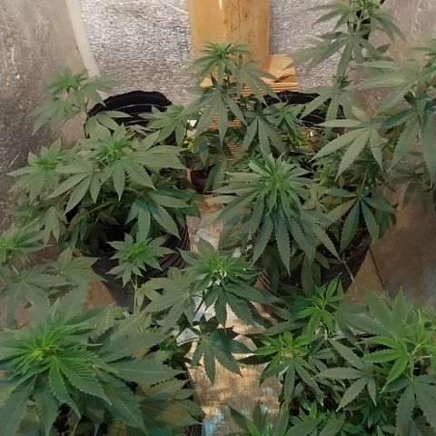 Dream Team growlog timeline photo