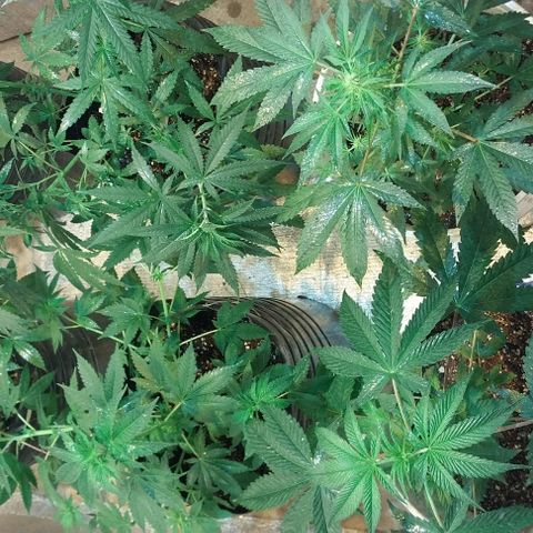 Dream Team growlog timeline photo