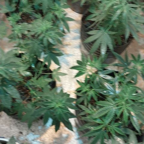 Dream Team growlog timeline photo