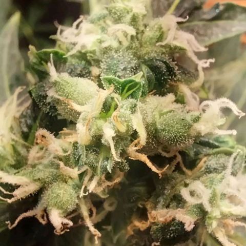 Dream Team growlog photo: Las flores de choky