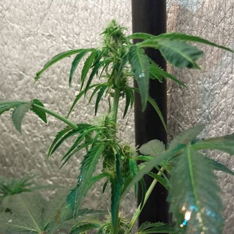 Dream Team growlog timeline photo