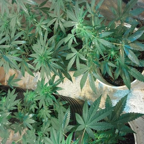 Dream Team growlog timeline photo
