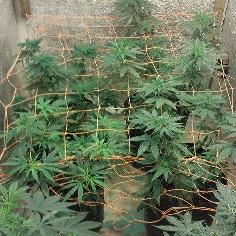 Dream Team growlog timeline photo
