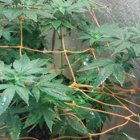 Dream Team growlog timeline photo