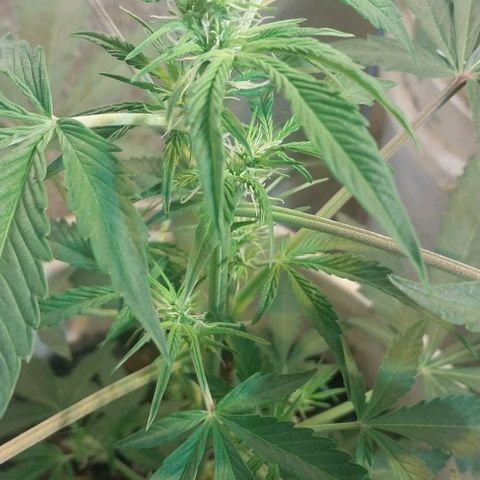 Dream Team growlog timeline photo