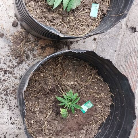 Dream Team growlog timeline photo