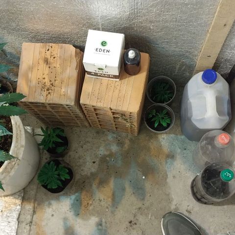 Dream Team growlog timeline photo