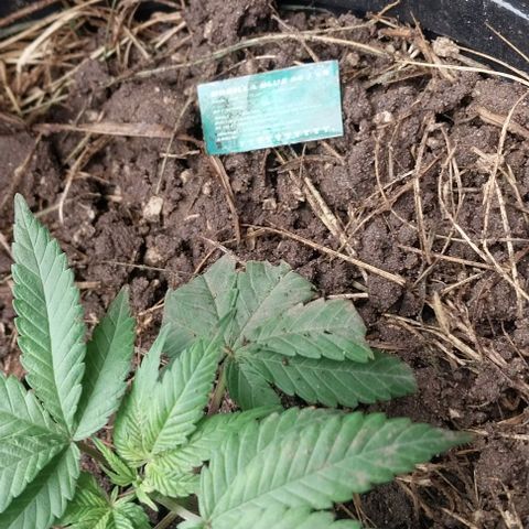 Dream Team growlog timeline photo