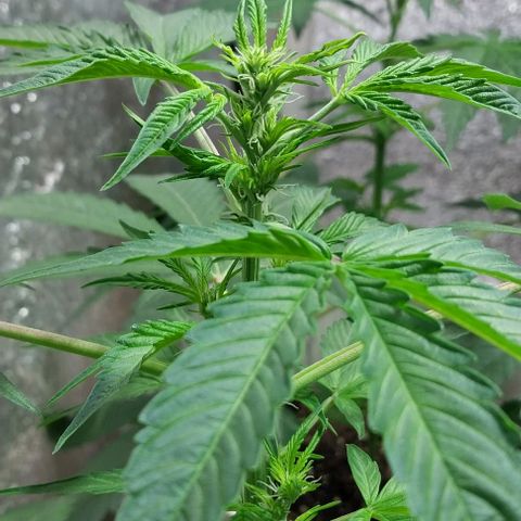 Dream Team growlog timeline photo