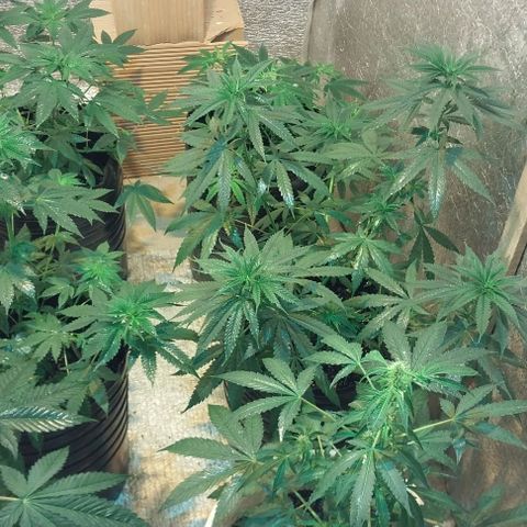 Dream Team growlog timeline photo