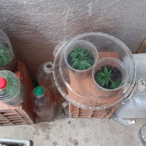 Dream Team growlog timeline photo