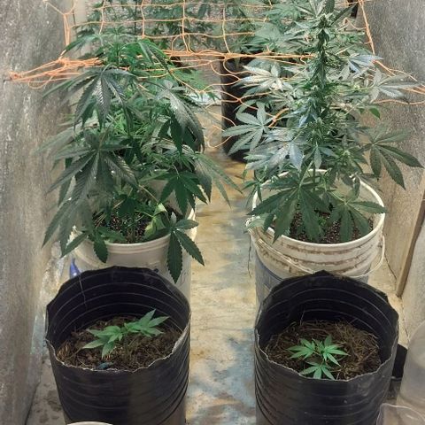 Dream Team growlog photo: Empezé etapa de floración!!! Y realicé scrog 